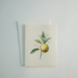 Orange Branch Note Card Set