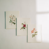 Vintage Roses Note Card Pack